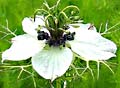 Cumin, Black Nigella Sativa